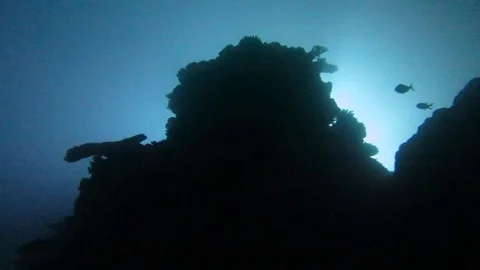 Back-lit coral reef at night 1 Stock Footage 79768012