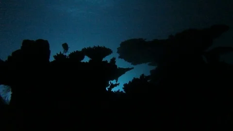 Back-lit coral reef at night 3 Stock Footage 79805334