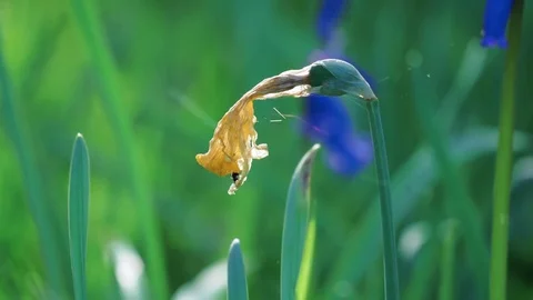 Back lit daffodil bulb with spiders webs in woodland Video stock 75210612
