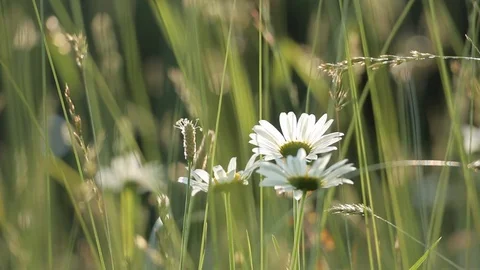 Back-lit Daisies in Field of Grass 库存影片 122536718