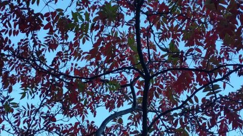Back-lit Foliage Stock Photos