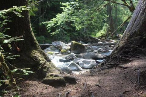 Back lit forest floor with stream and rocks,selective focus Stock Photos