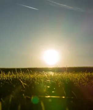 Back lit grass at sunset Stock Photos