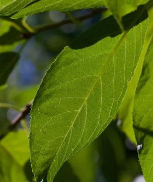 Back lit green leaf closeup in bright sun Stock Photos