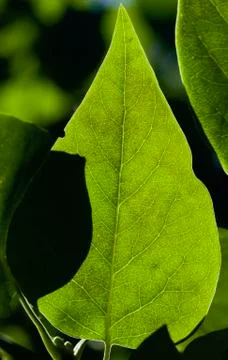 Back lit green leaf Stock Photos