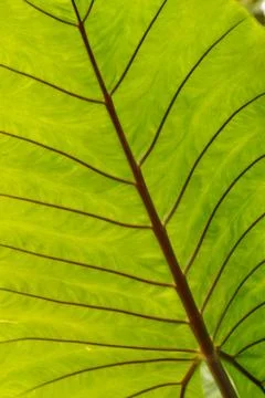 Back lit large leaf Stock Photos