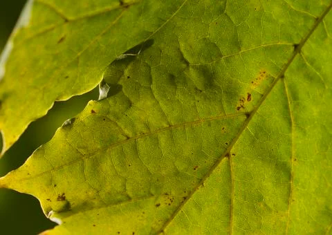 Back lit leaf closeup Foto stock