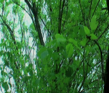 Back lit leaves Video stock 489546