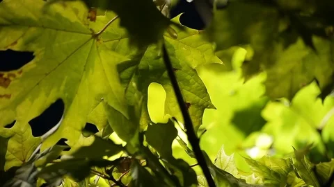 Back Lit Leaves in Night Stock Footage 77995126