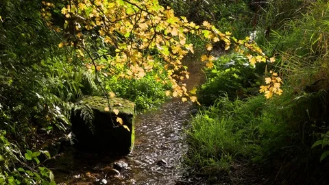 Back lit oak tree over stream flowing through woods in sunlight England 2017 Video stock 82323748