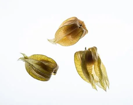 Back lit physalis Stock Photos