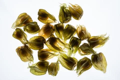 Back lit physalis Stock Photos
