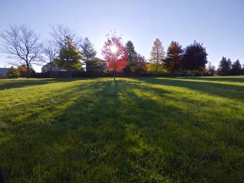 Back lit red maple tree in the park with sunbeam and shadow in the foreground Stock Photos