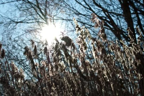 Back lit rush and trees Stock Photos