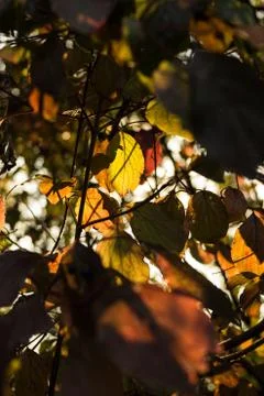 Back lit scene Stock Photos