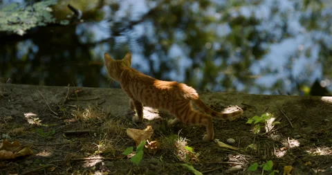 Back-lit shot of a small ginger kitten walking along a stone ledge, looking.. Stock Footage 348277268