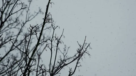 BACK LIT SHOT OF SNOW FALLING IN SLOW MOTION ONTO TREE BRANCH Stock Footage 126541498