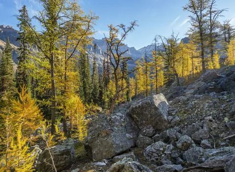 Back Lit Subalpine or Lyall Larch Trees (Larix lyallii) Stock Photos