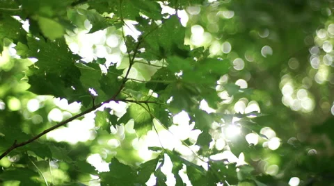 Back lit sycamore maple leaves with sunburst. Video stock 53322904