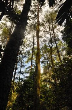 Back lit view of the forest Stock Photos