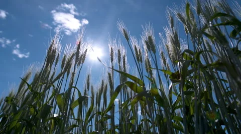 Back lit wheat field from down low Video stock 67637924