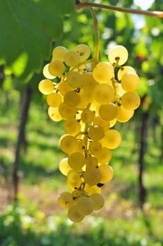 Back lit white grapes Stock Photos