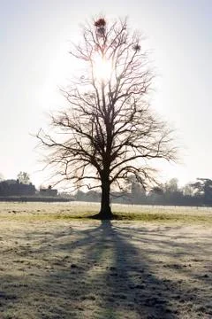 Back-lite tree Stock Photos