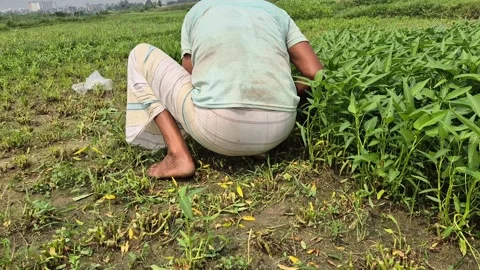 Back Low Angle Shot Of Barefoot Farmer Squatting And Working In Farm Field Stock Footage 341782499