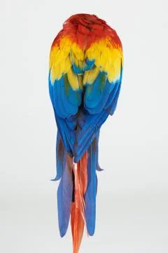 Back of macaw parrot 스톡 사진