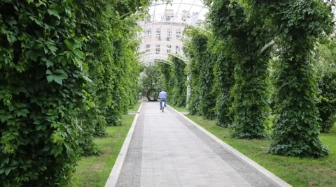 Back of man on bicycle in ivy corridor outdoor at summer park Stock Footage 52781112