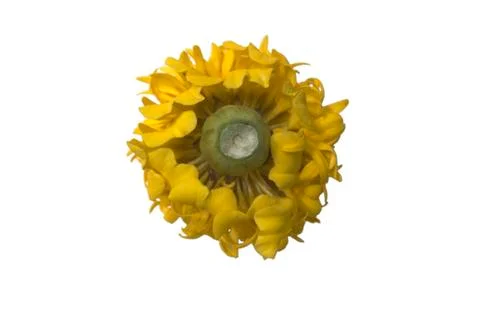 Back of Marigold flower Stock Photos