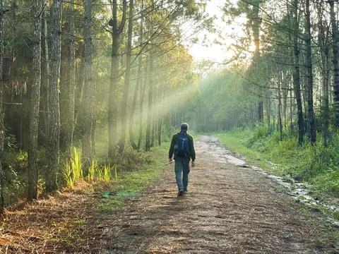 Back of men the backpack walking in the forest with beautiful nature sunlight Foto stock