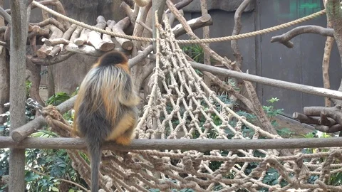The Back of a Monkey sitting on a wood Stock Footage 100454400
