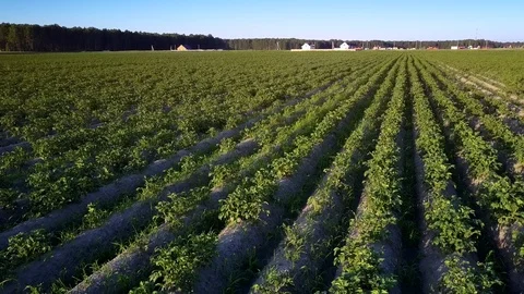 Back motion close above potato bush rows on field Video stock 100248641
