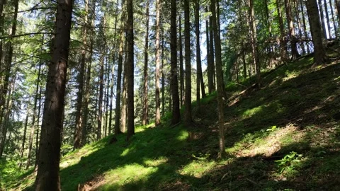 Back Movement Between The Trees in The Middle of a Well-lit Forest. Stock Footage 280984795