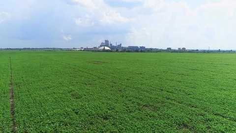 Back movement, soybean bloom fields close to modern factory. 4K. Stock Footage 115442995