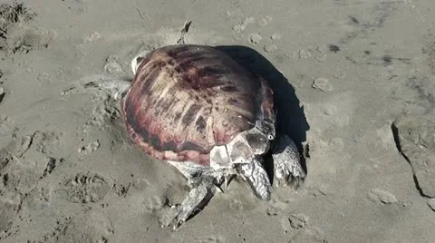 Back of mummified turtle Stock Footage 20536860