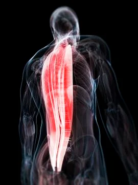 Back muscles; artwork Stock Illustration