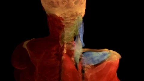 Back Muscles Stockbeeldmateriaal 90866866