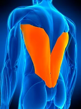 Back muscles, illustration Stock Illustration