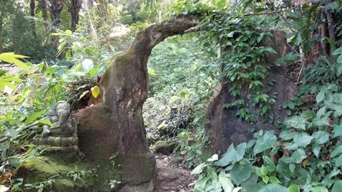 Back to naturee Vídeos de archivo 225777976