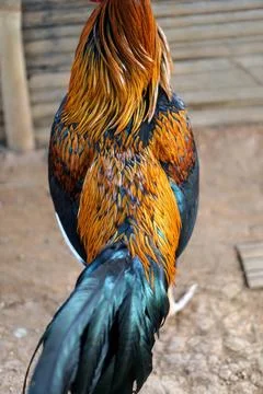 The back neck hackle and saddle feathers of a golden brown rooster. Stock Photos