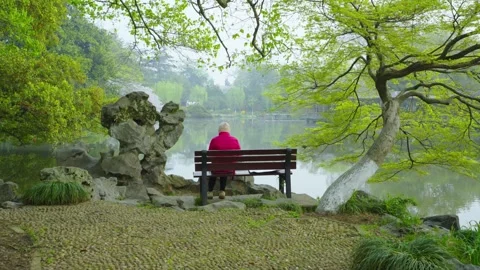 The back of an old man on a bench under a tree in the park Stock Footage 312929484