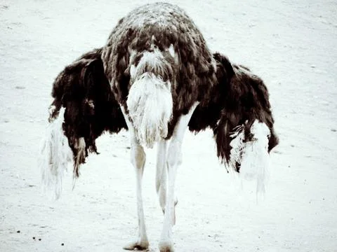 Back of ostrich Stock Photos