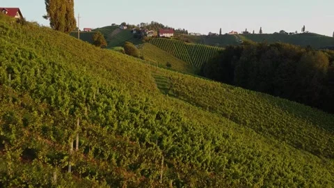 Back over a Grapevine Field 스톡 동영상 249871340