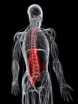 Back pain; conceptual artwork Stock Illustration