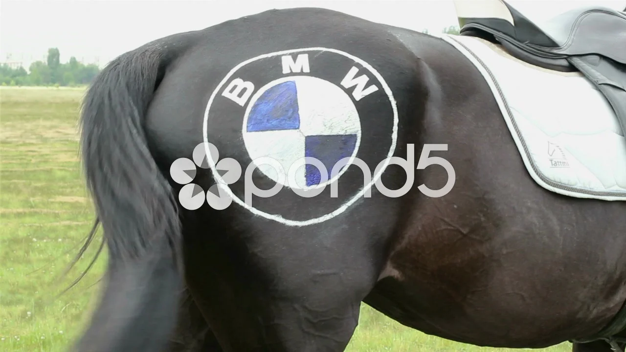 Back Part Horse Wagging The Tail With Lo Stock Video Pond5