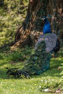 Back of a peacock standing on the green grass in front of a tree Stock Photos
