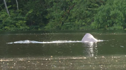 The back of the pink dolphin Stock Footage 297846715