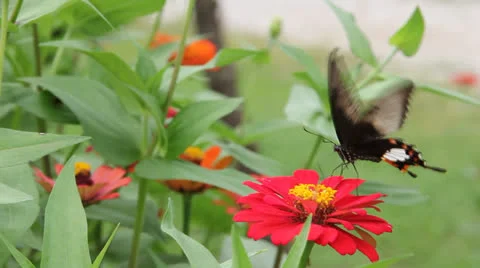 Back point butterfly Stock Footage 25914283